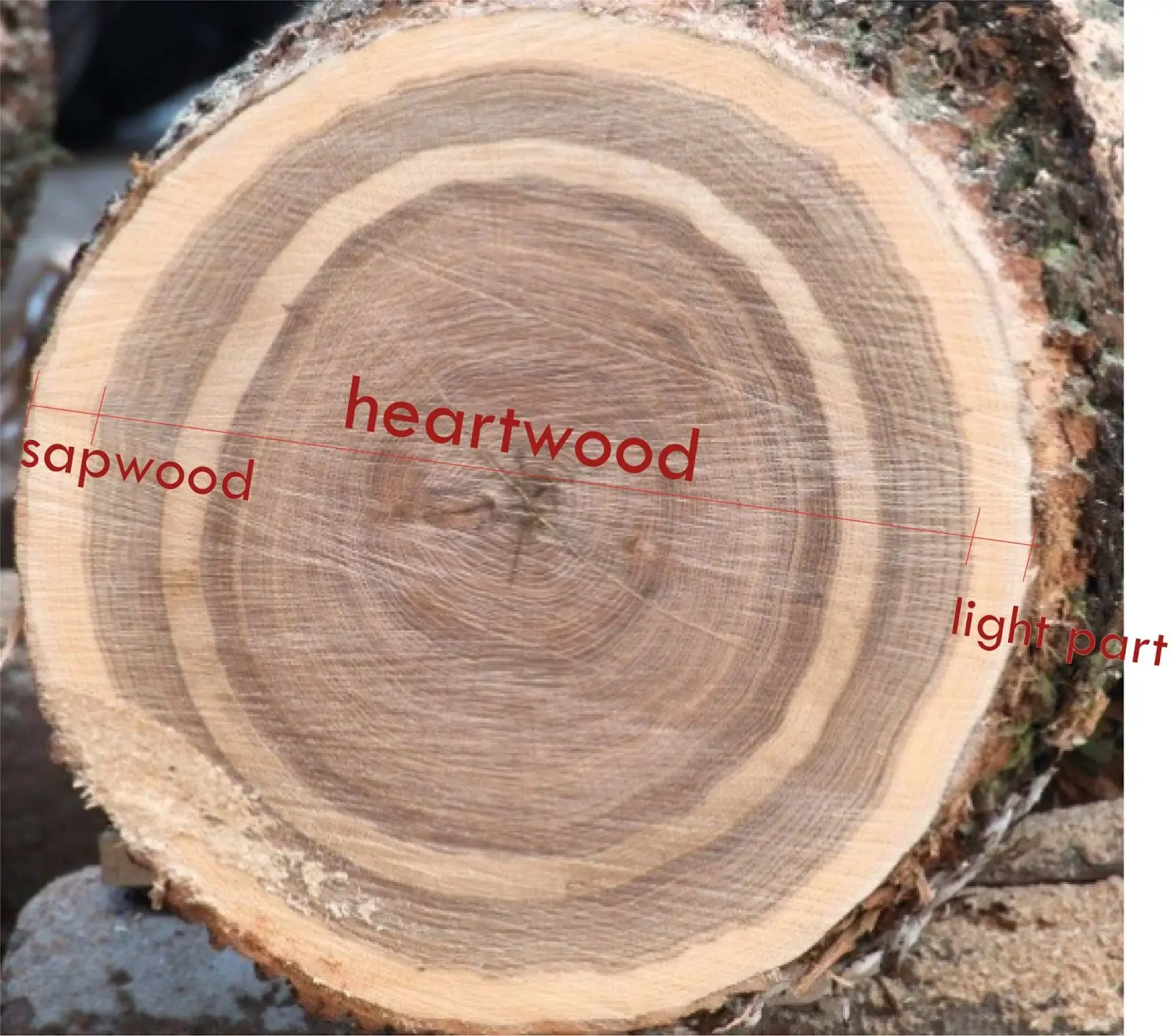 biel w dębie, heartwood and sapwood